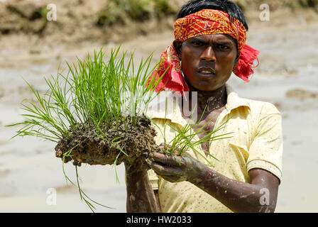INDIA Westbengal, villaggio Gandhiji Songha , SRI sistema di intensificazione del riso, coltivazione di risone, il reimpianto di pianticelle di riso / INDIEN Westbengalen , Dorf Gandhiji Songha , Landwirtschaft, Anpassung an den Klimawandel, Verbesserung des Anbau durch SRI System zur Intensivierung des Reisanbau, Reissetzlinge Foto Stock