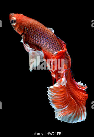 Azione di Red haft luna lunga coda Betta pesce o Siamese fighting fish foto in flash studio illuminazione. Foto Stock