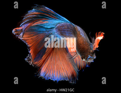 Azione di Haft luna di coda verde arancione Betta pesce o Siamese fighting fish foto in flash studio illuminazione. Foto Stock