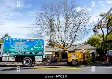 Operai a partire da un albero service rimuovere una tempesta danneggiato canfora albero a una San Leandro in California home Foto Stock