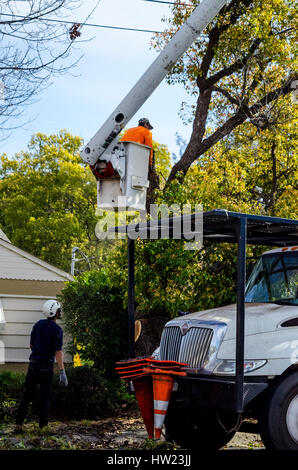 Operai a partire da un albero service rimuovere una tempesta danneggiato canfora albero a una San Leandro in California home Foto Stock