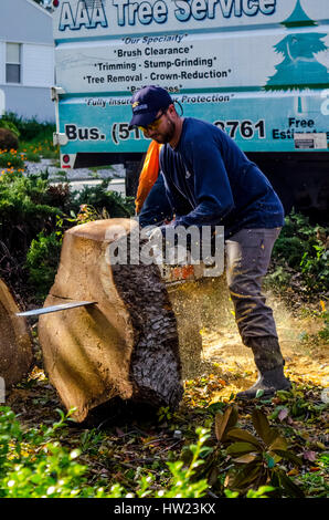 Operai a partire da un albero service rimuovere una tempesta danneggiato canfora albero a una San Leandro in California home Foto Stock