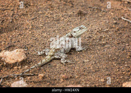 Femmina albero meridionale lucertola AGAMA SA nel Parco Nazionale di Kruger, Sud Africa. Foto Stock