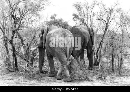 Due elefanti nella boccola. Alto contrasto immagine in bianco e nero di una coppia di elefanti africani nel Parco Nazionale di Kruger, Sud Africa. Foto Stock