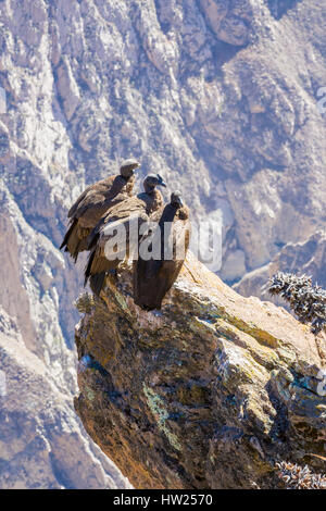 Tre Condor al Canyon del Colca seduta,Perù,America del Sud. Si tratta di un condor il più grande uccello in volo sulla terra Foto Stock