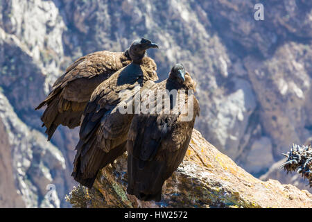 Tre Condor al Canyon del Colca seduta,Perù,America del Sud. Si tratta di un condor il più grande uccello in volo sulla terra Foto Stock