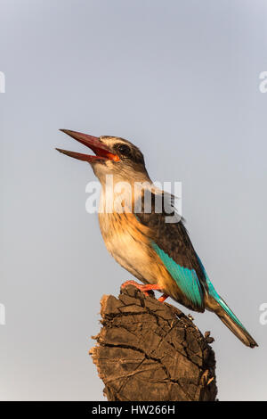 Marrone-incappucciati kingfisher (Halcyon albiventris), Zimanga riserva privata, KwaZulu-Natal, Sud Africa, Giugno 2016 Foto Stock