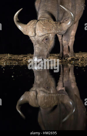 Bufali (Syncerus caffer) bere di notte, Zimanga riserva privata, KwaZulu-Natal, Sud Africa, Settembre 2016 Foto Stock