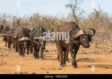 Bufali (Syncerus caffer) allevamento, Kruger National Park, Sud Africa, Settembre 2016 Foto Stock