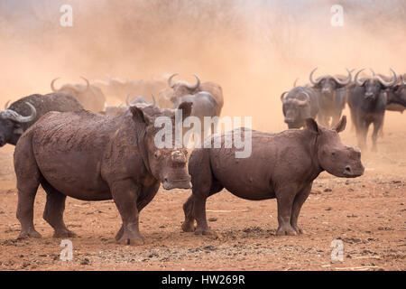 White Rhino (Ceratotherium simum) e di vitello, dehorned, Zimanga riserva privata, KwaZulu Natal, Sud Africa, Settembre 2016 Foto Stock