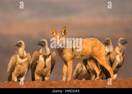 Jackal Blackbacked (Canis mesomelas) con whitebacked grifone (Gyps africanus), Zimanga riserva privata, KwaZulu-Natal, Sud Africa, Settembre Foto Stock