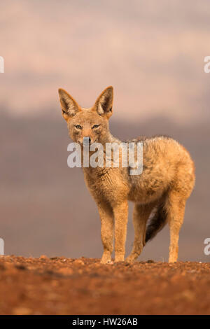 Jackal Blackbacked (Canis mesomelas), Zimanga riserva privata, KwaZulu-Natal, Sud Africa, Settembre 2016 Foto Stock