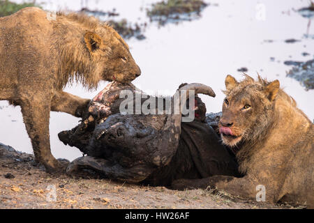 Giovane maschio Lions (Panthera leo) su buffalo kill, Chobe National Park, Botswana, Settembre 2016 Foto Stock
