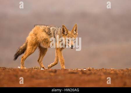 Jackal Blackbacked (Canis mesomelas), Zimanga riserva privata, KwaZulu-Natal, Sud Africa, Settembre 2016 Foto Stock