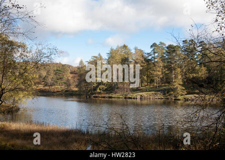 Il litorale di Tarn Hows su una luminosa giornata autunnale che giace tra Coniston e Ambleside il Lake District inglese Cumbria Inghilterra England Foto Stock