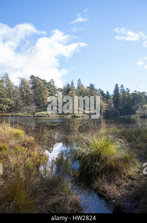 Il litorale di Tarn Hows su una luminosa giornata autunnale che giace tra Coniston e Ambleside il Lake District inglese Cumbria Inghilterra England Foto Stock