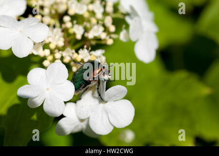 Molla di fioritura viburnum opulus (viburno-rose e fiori (chafer Cetonia aurata) a Nizza sun giorno Foto Stock