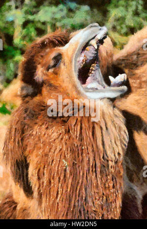 Bactrian camel sbadigli Foto Stock