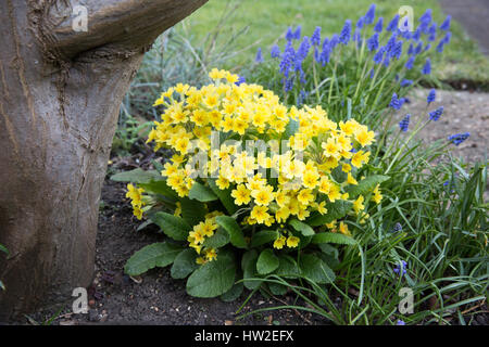 Windsor, Regno Unito. Il 15 marzo, 2017. Primulas in fiore a seguito di un incantesimo di tempo più caldo. Foto Stock