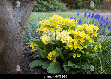 Windsor, Regno Unito. Il 15 marzo, 2017. Primulas in fiore a seguito di un incantesimo di tempo più caldo. Foto Stock