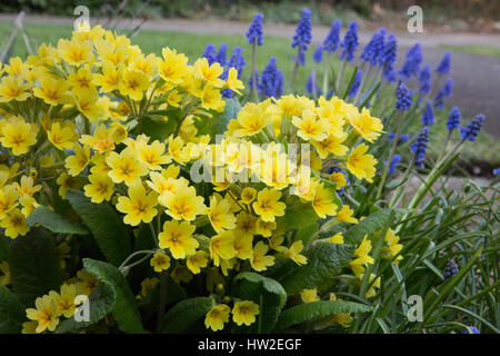 Windsor, Regno Unito. Il 15 marzo, 2017. Primulas in fiore a seguito di un incantesimo di tempo più caldo. Foto Stock