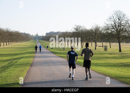 Windsor, Regno Unito. Il 15 marzo, 2017. Guide di scorrimento sul lungo cammino in Windsor Great Park su un caloroso inizio serata primaverile. Foto Stock