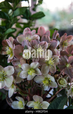 HELLEBORUS X BALLARDIAE HGC "maestro" , Helleborus x ericsmithii "maestro" Foto Stock