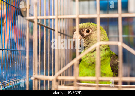 Pappagallo verde in una gabbia a yuen po bird market, Mong Kok, hong kong Foto Stock