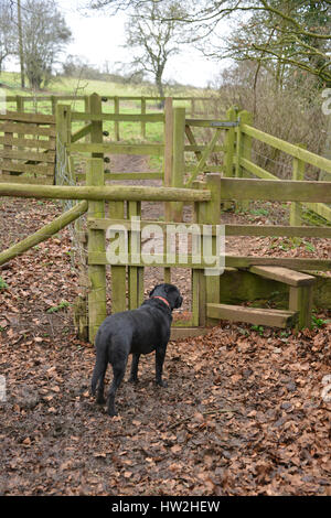 Nero labrador retriever in attesa di essere lasciate attraverso il cancello del cane accanto a un montante verticale su un sentiero Foto Stock