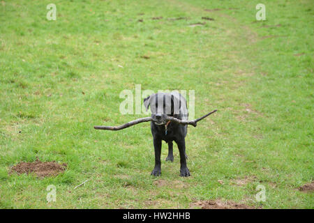 Nero labrador retriever con un bastone mentre a piedi attraverso un campo Foto Stock
