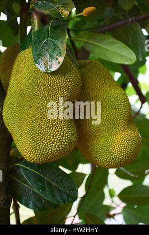 Jackfruits, crescendo in un giardino botanico (Marburg, Germania) Foto Stock