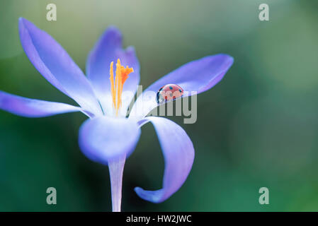 Un settimo posto coccinella - Coccinella septempunctata in appoggio sul petalo di un fiore di primavera viola Crocus fiore. Foto Stock