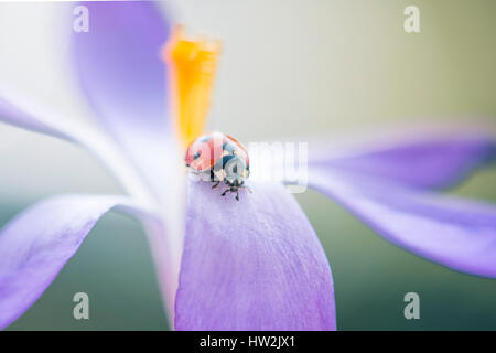 Un settimo posto coccinella - Coccinella septempunctata in appoggio sul petalo di un fiore di primavera viola Crocus fiore. Foto Stock