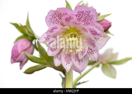 Close-up di immagine doppia primavera fiorita Veratro rosa fiore, prese contro uno sfondo bianco. Foto Stock