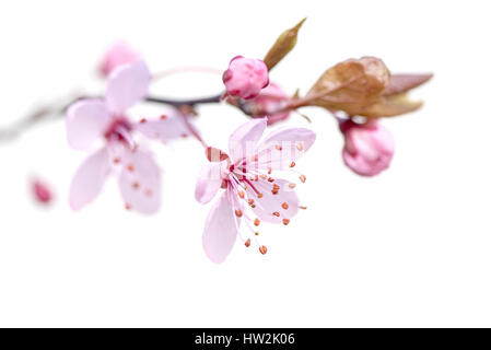 Close-up di alta immagine chiave del delicato, rosa, a fioritura primaverile Black Cherry Plum sbocciare fiori, contro uno sfondo bianco Foto Stock