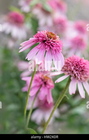 Close-up della bella, rosa, fioritura estiva Cosmo "Southern Belle fiore. Foto Stock