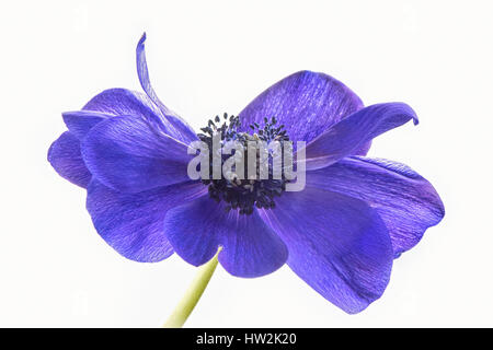 Alta immagine chiave della splendida fioritura di primavera Anemone de Caen fiore viola, noto anche come windflower, presa contro uno sfondo bianco Foto Stock