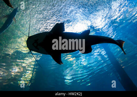 Fondo sottomarino-top silhouette di un grosso pesce gatto Foto Stock