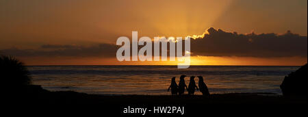I pinguini di Magellano (Spheniscus magellanicus) profilarsi all'alba contro il sunrise su più deprimente isola nelle isole Falkland Foto Stock
