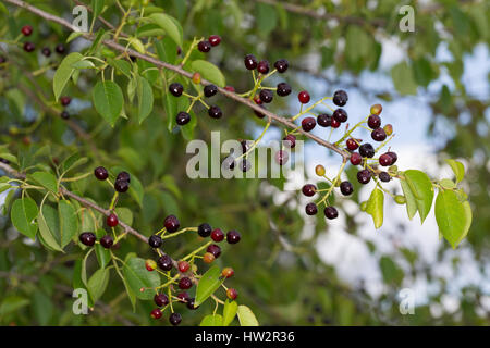 Felsen-Kirsche, Steinweichsel, Felsenkirsche, Stein-Weichsel, Frucht, Früchte, Prunus amarene, syn. Cerasus amarene, amarene cherry, St Lucie CILIEGIA, Foto Stock