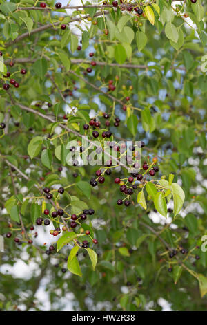 Felsen-Kirsche, Steinweichsel, Felsenkirsche, Stein-Weichsel, Frucht, Früchte, Prunus amarene, syn. Cerasus amarene, amarene cherry, St Lucie CILIEGIA, Foto Stock