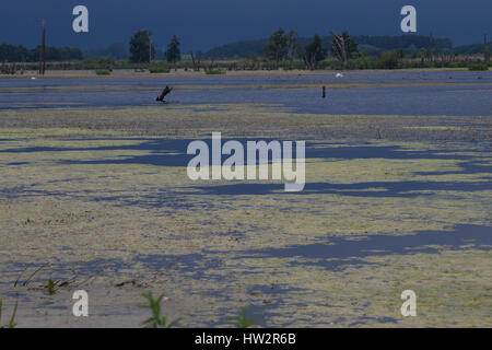 Feuchtgebiet, Sumpf, Überschwemmungsfläche, Feuchtbiotop, Wasserfläche, Tümpel, area inondabile, zone umide, zone umide. Deutschland, Mecklenburg-Vorpommern, Pe Foto Stock