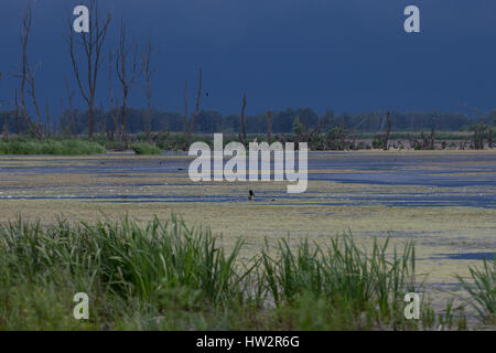 Feuchtgebiet, Sumpf, Überschwemmungsfläche, Feuchtbiotop, Wasserfläche, Tümpel, area inondabile, zone umide, zone umide. Deutschland, Mecklenburg-Vorpommern, Pe Foto Stock