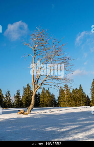 Calda giornata di escursioni in montagna Foto Stock