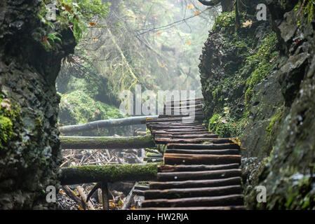Itinerario Turistico nel Bosco nebbioso con passerelle e rocce per arrampicate Foto Stock