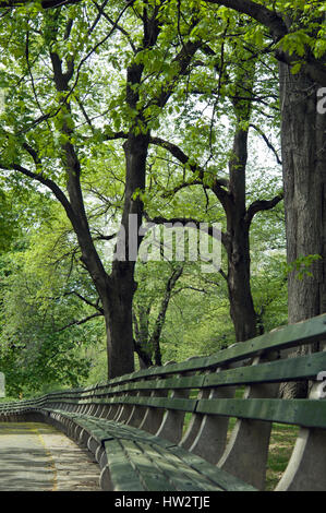 Vuoto il parco in legno banco sotto alberi di alto fusto con molla foglie verdi di Central Park di New York Foto Stock