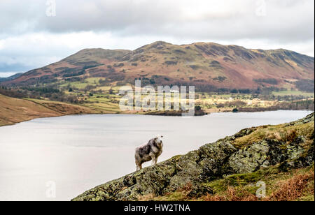 Vista su acqua Crummock guardando verso Loweswater è sceso, con una pecora Herdwick in primo piano, vicino Buttermere, nel Lake District inglese Foto Stock