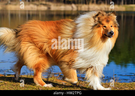 Shaggy collie cane,animali domestici, amico dell'uomo, buon capelli, buon umore, purosangue animale, l'uomo e per gli animali Foto Stock