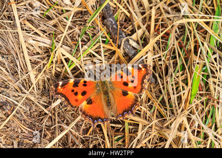 Prima molla butterfly su erba secca,macro, insetti, riscaldamento Foto Stock