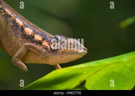 Madagascar, Analanjirofo, regione di Sava, Nosy mangabe, Parco Nazionale Masoala. Wild camaleonte femmina. Foto Stock